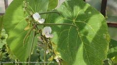 Neustanthus phaseoloides