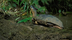 Rhinoclemmys funerea