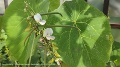 Neustanthus phaseoloides