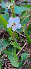 Viola lanceolata
