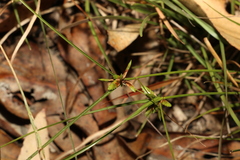 Cyperus gracilis