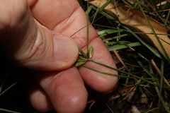 Cyperus gracilis