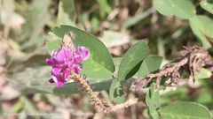 Grona heterocarpos