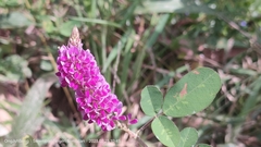 Grona heterocarpos