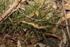 Cyperus gracilis