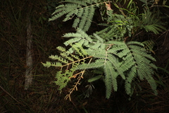 Acacia glaucocarpa
