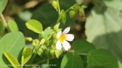 Oxalis barrelieri
