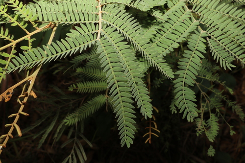Image of Acacia glaucocarpa by (c) Greg Tasney, some rights reserved (CC BY-SA)
