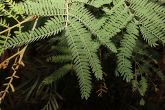 Acacia glaucocarpa
