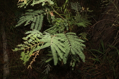 Acacia glaucocarpa