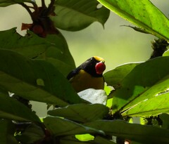 Euphonia xanthogaster