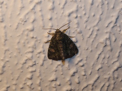 Phosphila miselioides