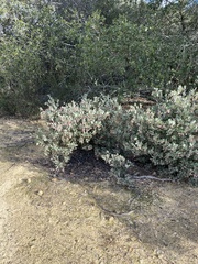 Arctostaphylos canescens