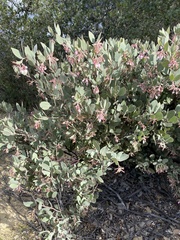 Arctostaphylos canescens