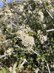 Ceanothus cuneatus