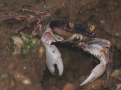 Geograpsus grayi
