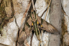 Eumorpha capronnieri