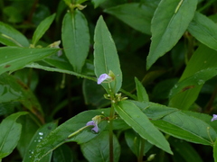 Impatiens minor