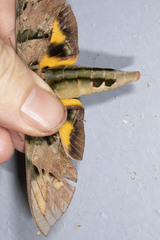 Eumorpha capronnieri