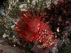 Cribrinopsis albopunctata