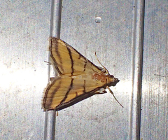 Cnaphalocrocis medinalis