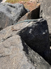 Cnemidophorus arubensis