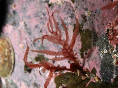Cumathamnion decipiens