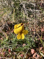 Viola douglasii