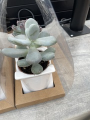 Pachyphytum oviferum