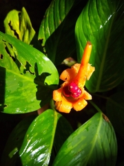 Calathea lutea