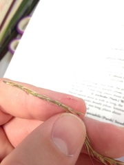 Saccharum brevibarbe