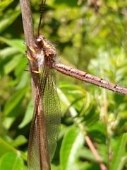 Ascaloptynx appendiculata