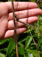 Ascaloptynx appendiculata