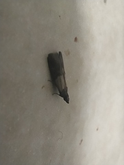 Plodia interpunctella