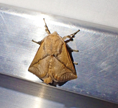 Anaxidia lozogramma