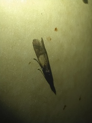 Plodia interpunctella