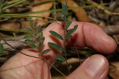Swainsona brachycarpa