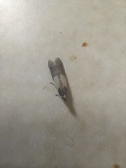 Plodia interpunctella