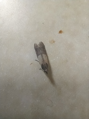 Plodia interpunctella