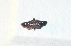Desmia subdivisalis