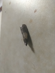 Plodia interpunctella