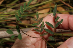 Swainsona brachycarpa