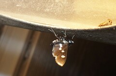 Desmia subdivisalis
