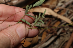 Swainsona brachycarpa
