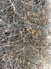 Hyptis collina