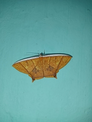 Thinopteryx crocoptera