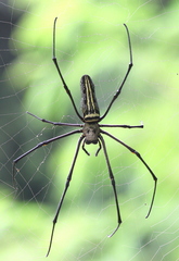 Nephila
