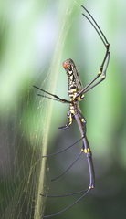 Nephila