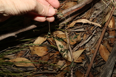 Swainsona brachycarpa