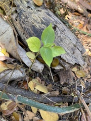 Asystasia gangetica